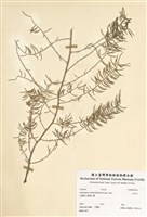 藏品(天門冬)的圖片